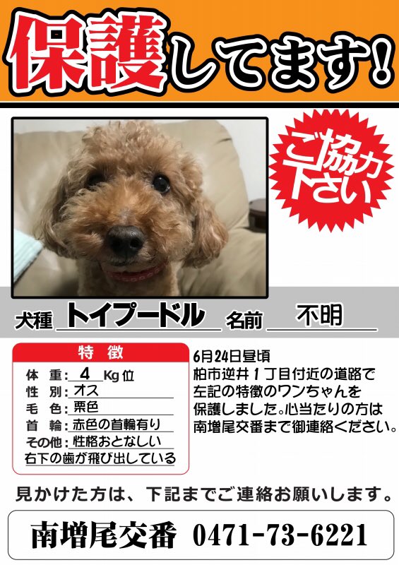 が人懐っこい が人懐っこい