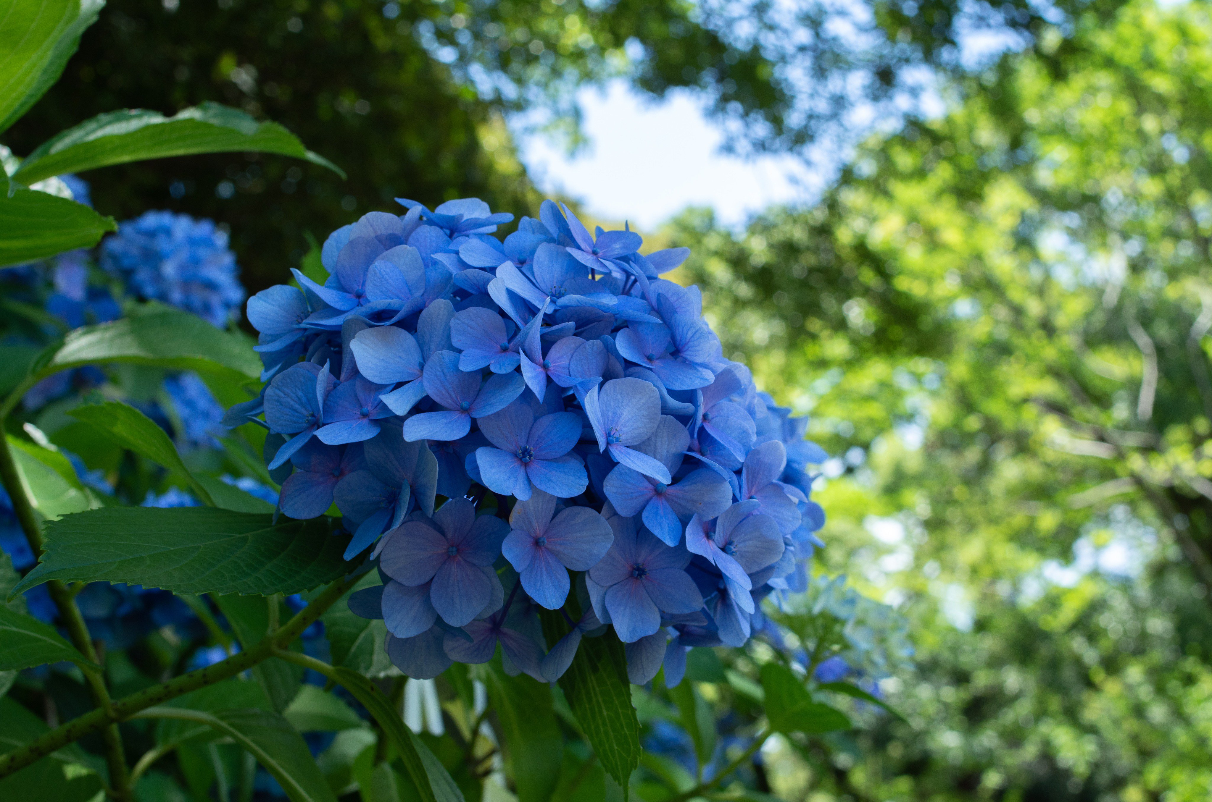 翔 写真垢 紫陽花 鶴舞公園 紫陽花は英語でhydrangea ハイドランジア Hidroが水のという意味なので水の花という感じでしょうか 紫やピンクもありますが 私はやっぱり青色の紫陽花が好きです 鮮やかな緑と青のコントラストがとっても綺麗でした