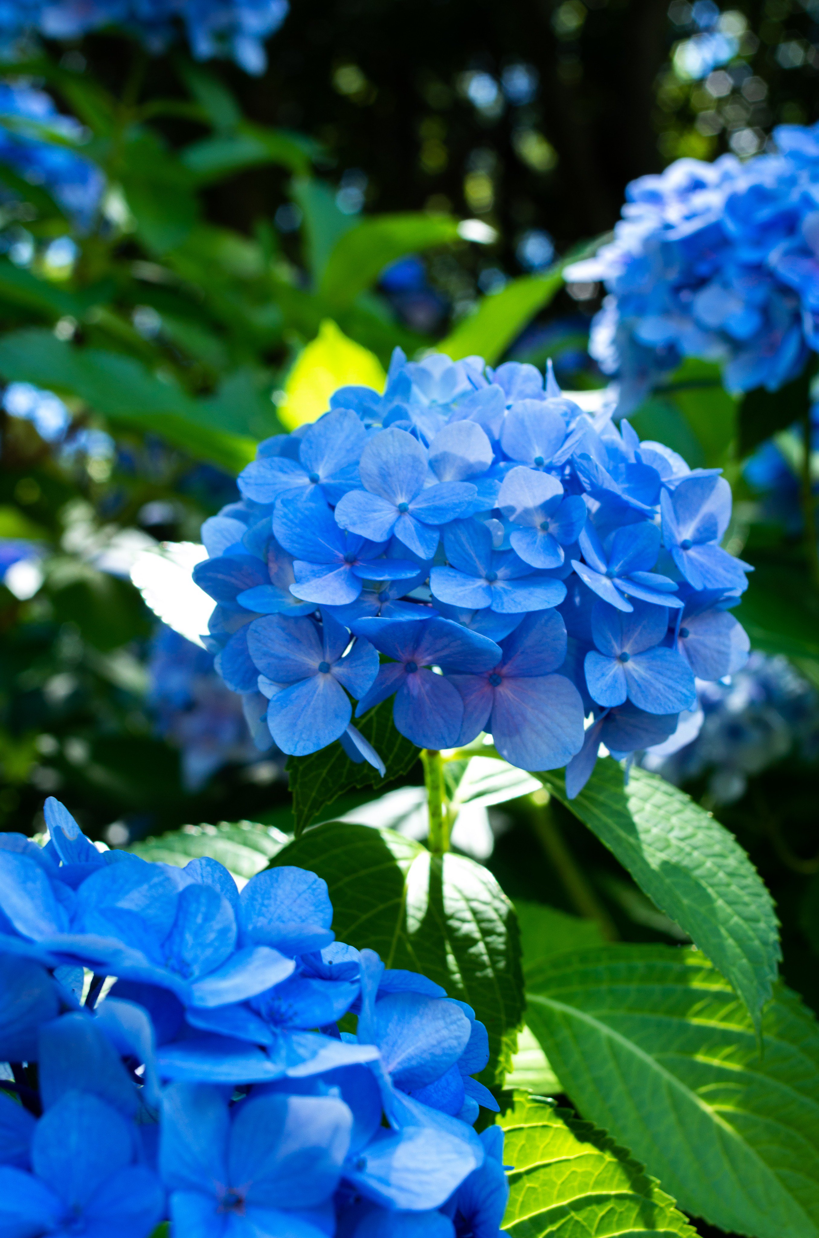 翔 写真垢 紫陽花 鶴舞公園 紫陽花は英語でhydrangea ハイドランジア Hidroが水のという意味なので水の花という感じでしょうか 紫やピンクもありますが 私はやっぱり青色の紫陽花が好きです 鮮やかな緑と青のコントラストがとっても綺麗でした