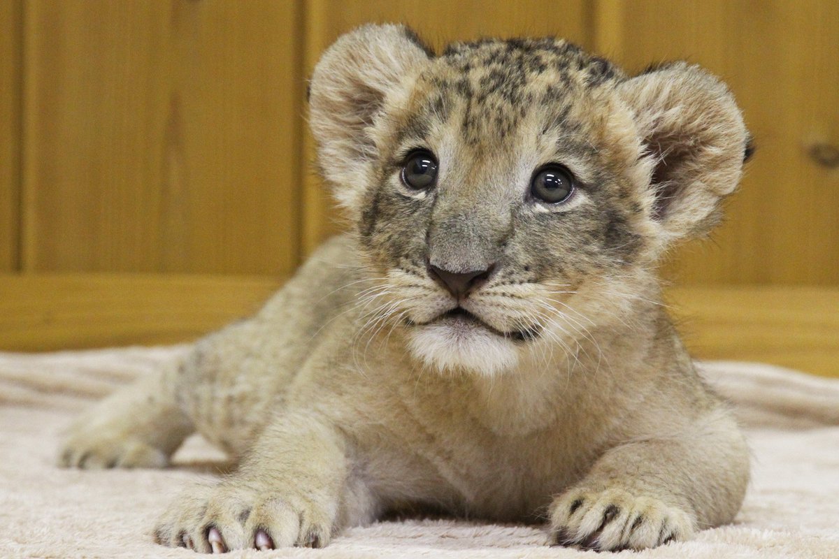動物画像無料 最新のHD富士 サファリパーク 赤ちゃん ライオン