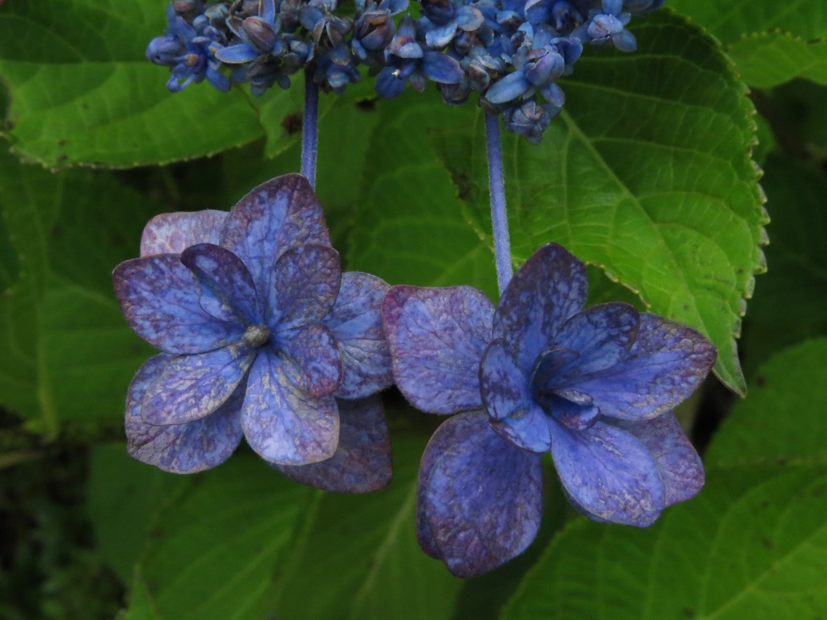 中島弘貴 紫陽花と言えば 柏葉紫陽花 カシワバアジサイ には見事な花を咲かせる種類が多い この花は重なりあう萼片といい 淡い色あいといい すばらしかった 中島弘貴 紫陽花と言えば 柏葉紫陽花 カシワバアジサイ には見事な花を咲かせる種類が多い この花は重なりあう萼片といい 淡い色あいといい すばらしかった