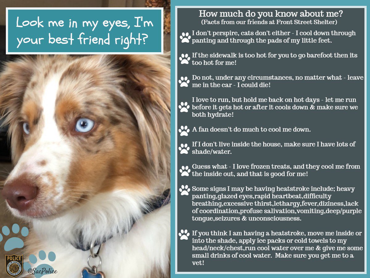 Don't forget about your pets as we head into 100+ degree days! #sacpd #savethepaws