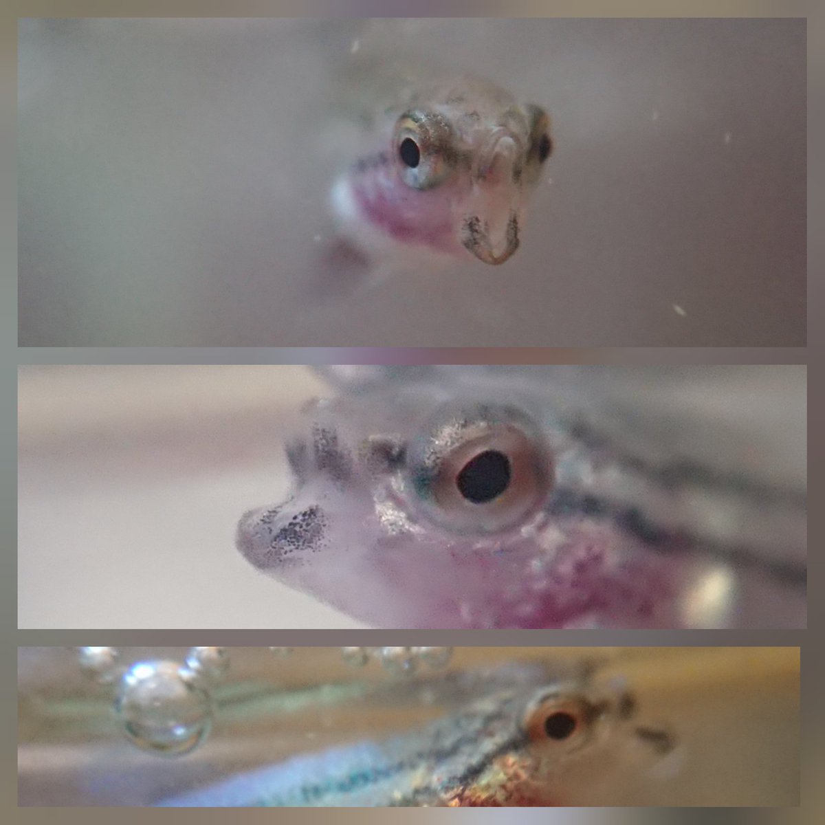 Healed By Betta En Twitter 2週間ほど前に 生後2ヶ月ちょっとの稚魚の中で 口が開きっぱなしの子を4匹発見し 急遽隔離しました 今でも元気に育ってますが ベビーブラインしか食べれないので この先 心配ですs ノd ベタ アクアリウム Betta