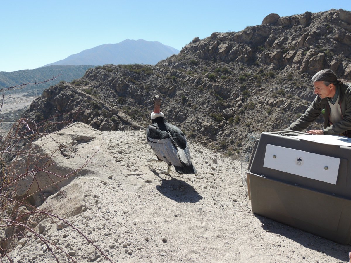 zoobeauval's tweet photo. Depuis 2000, 171 #condors ont été relâchés en Amérique du Sud grâce à l’association #BioAndina, partenaire de #BeauvalNature #TF1 https://t.co/E1YR3bdYs6