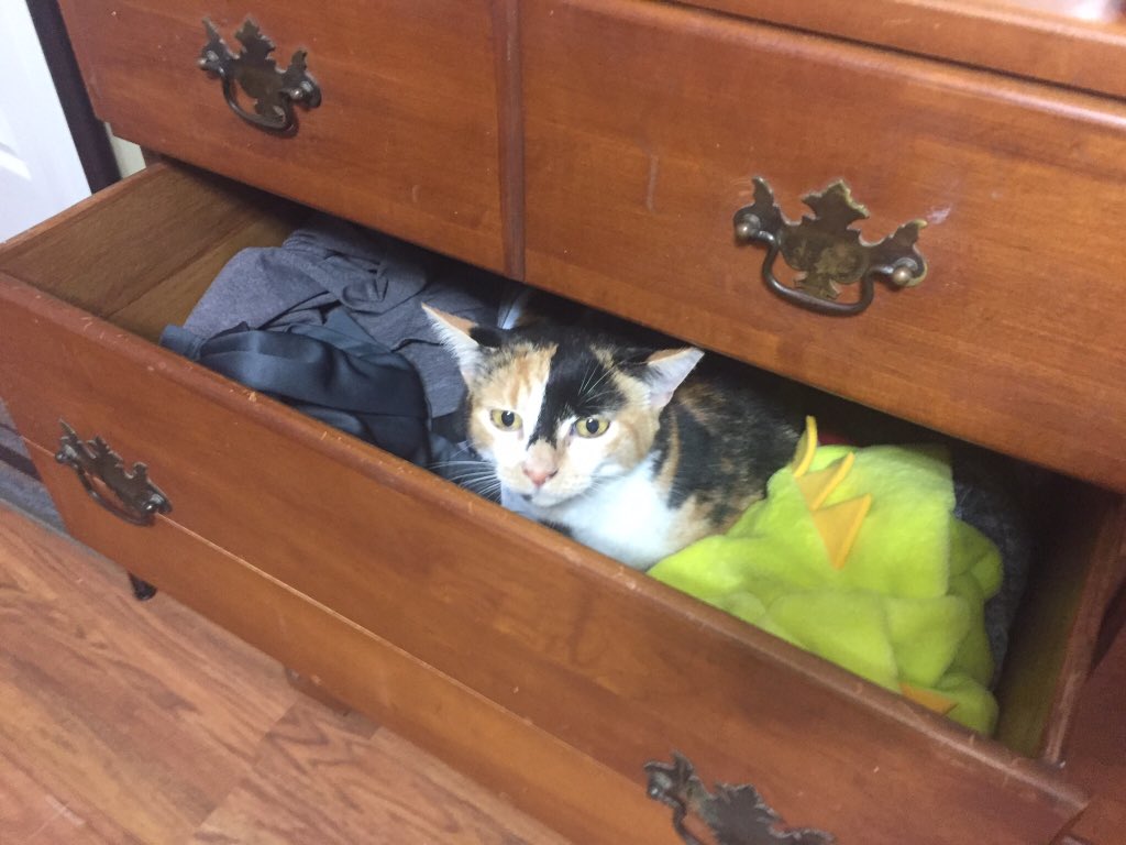 SkittlesFriends's tweet photo. @LittleMaineCoon @Tonithecat32 @Cleo_sMommy @MaineCoonCatsOH @maine_harley @Freddy_The_Cat @toby_rules1 @Joeybird @fluffybasil @SassyCassyCat @lucymusiccat @MoetBlindCat @mainecoonstan @scarboo @KittyHavenNY Sanibel: Hello Holly *Paw Wave* ๐พ
I also like to do our #CatDrawerSunday version of #CatBoxSunday as well ๐บ https://t.co/ynRd9u2BFj