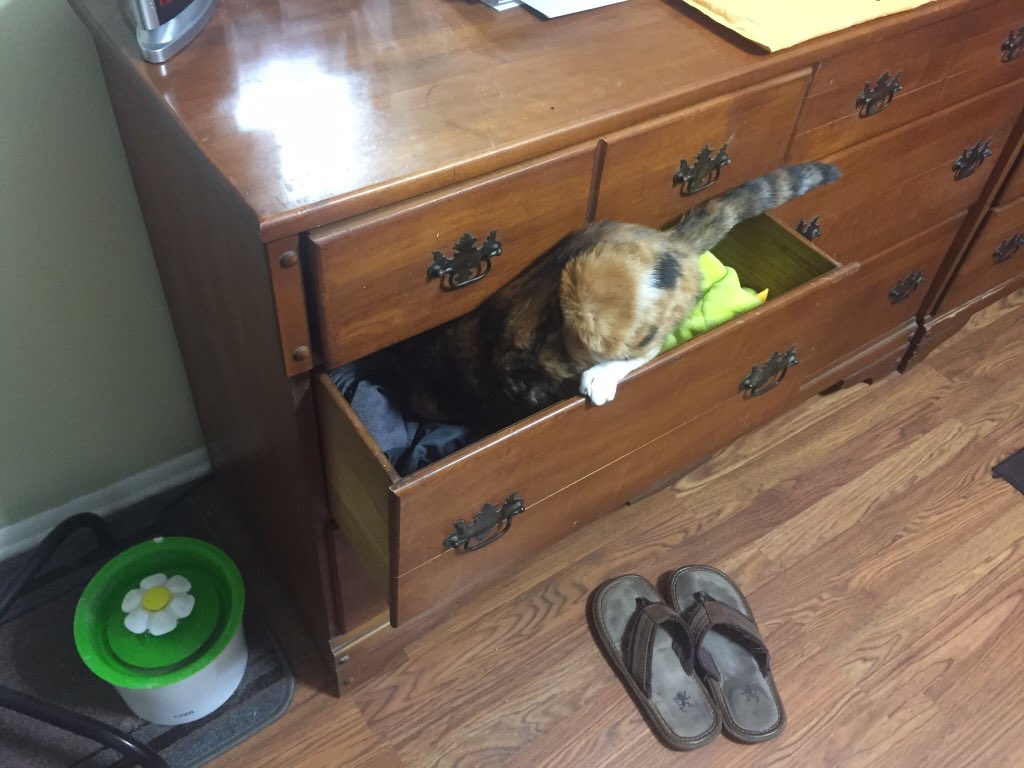 SkittlesFriends's tweet photo. @LittleMaineCoon @Tonithecat32 @Cleo_sMommy @MaineCoonCatsOH @maine_harley @Freddy_The_Cat @toby_rules1 @Joeybird @fluffybasil @SassyCassyCat @lucymusiccat @MoetBlindCat @mainecoonstan @scarboo @KittyHavenNY Sanibel: Hello Holly *Paw Wave* ๐พ
I also like to do our #CatDrawerSunday version of #CatBoxSunday as well ๐บ https://t.co/ynRd9u2BFj