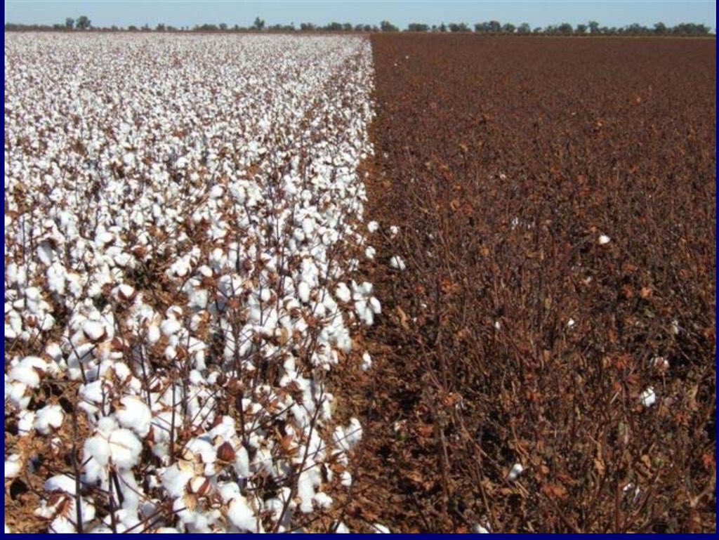 AgBioWorld's tweet photo. Why do cotton farmers love #GMO? Left is Bt cotton from Australia next to non-Bt refuge crop on right, the difference solely due to bollworm damage! Vandana Shiva-preferred cotton on right needs 20-40 pesticide sprays to produce any boll
Photo Greg Kauter, H. t Rick Roush https://t.co/aqdg2Mg0u7