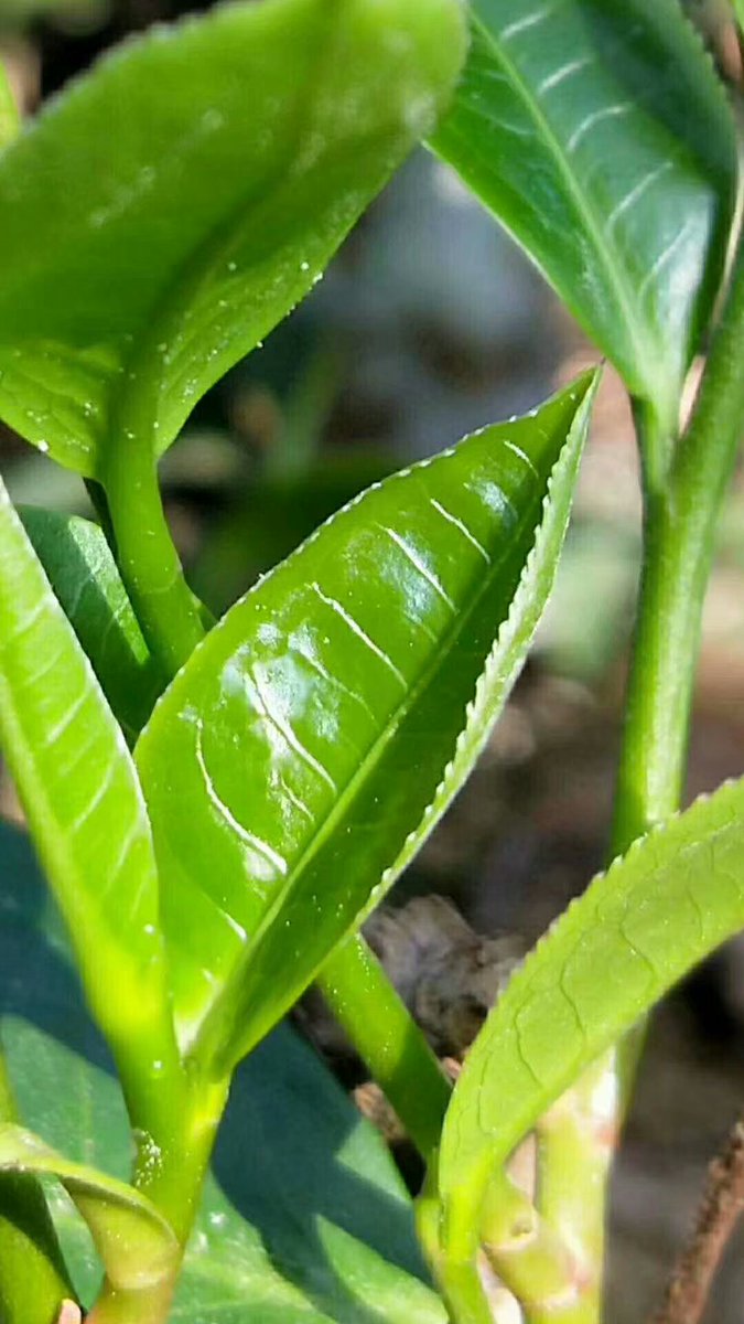 Why drinking Pu'er tea is getting fatter and fatter?
coralqiutea.blogspot.com/2018/06/why-dr…