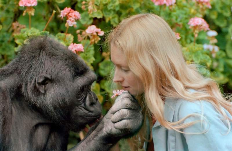 zeniuseducation's tweet photo. Selamat jalan Koko 🦍🥀

Koko adalah gorilla genius yg terkenal karena kemampuannya berkomunikasi dgn bahasa isyarat serta mampu memahami dua ribu kata dlm bahasa Inggris.

Koko meninggal pd usia 46 tahun. Dia mengajari kita banyak hal ttg kasih sayang serta kecerdasan gorilla ❤ https://t.co/XfbOZjzgSw