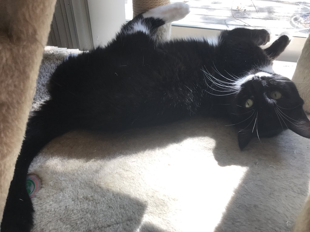 The only patch of sun around here... someone didn’t think these windows through but I’ll make do