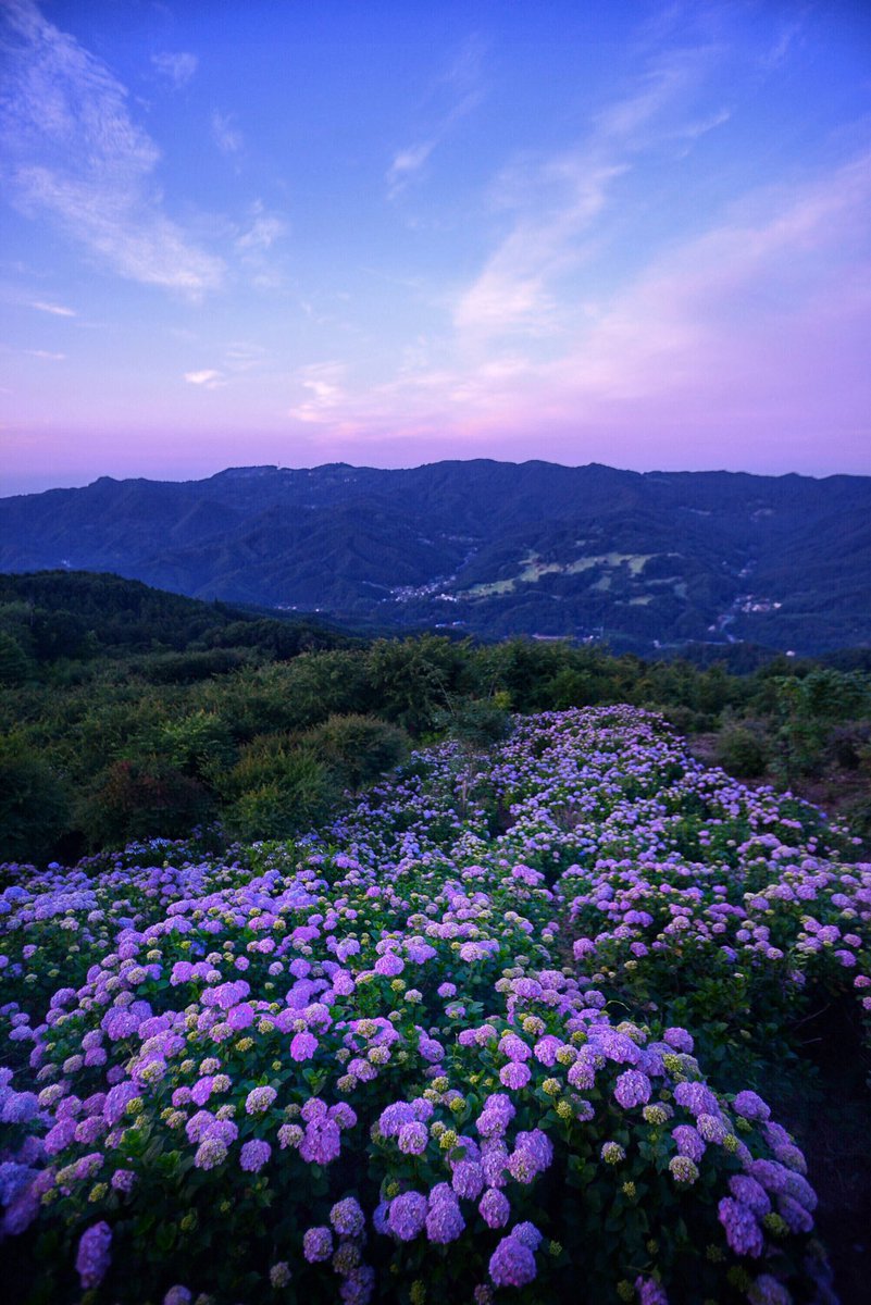 Mew 美の山公園の夕焼けと紫陽花 ここは雲海や朝日を撮りに来る人が多いようだけど マジックアワーもとっても綺麗だったから是非見てください 縦写真です それにしても今日の夕焼けはよかったねー Photography 秩父 紫陽花 T Co Z8oycbxpkt