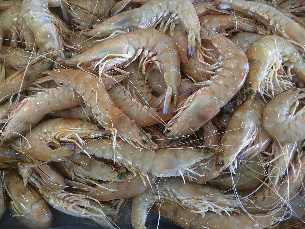 MwCapture's tweet photo. What would you create with some freshly caught prawns? https://t.co/0TBxo0TzQu