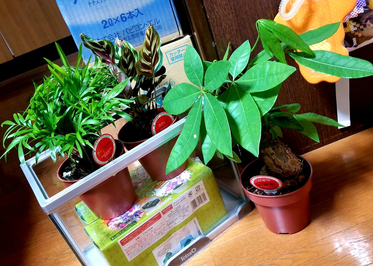 ひろき 国華園 で買ってきました テーブルヤシ 385円 カラテア 385円 パキラ 385円 上記3つで1000円 おじぎ草 95円