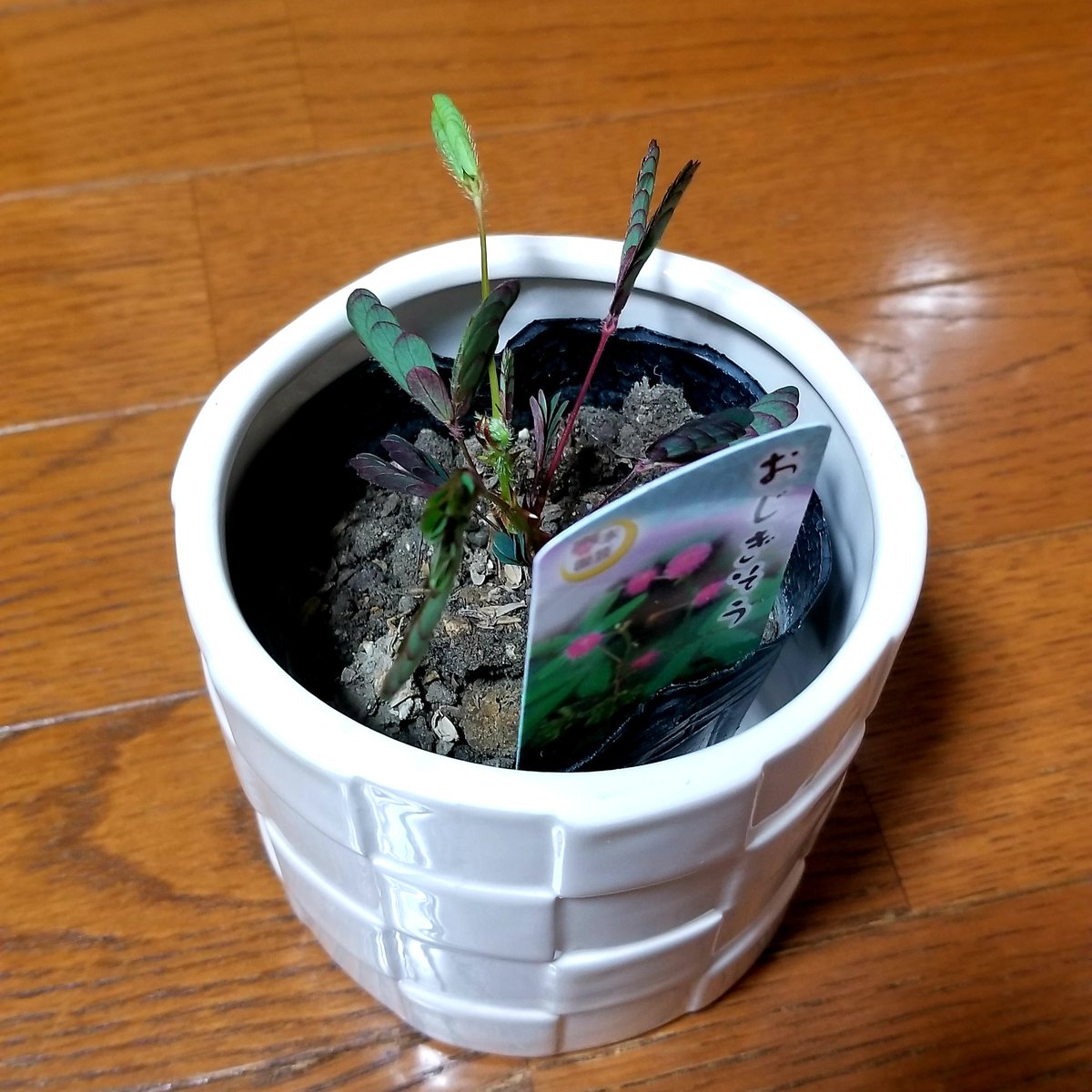 ひろき 国華園 で買ってきました テーブルヤシ 385円 カラテア 385円 パキラ 385円 上記3つで1000円 おじぎ草 95円