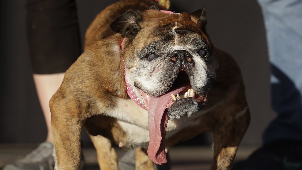 Zsa Zsa, the English bulldog, wins World's Ugliest Dog title bit.ly/2yDhCfT https://t.co/HS485CO5AH