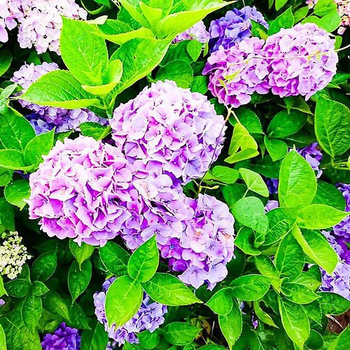 Masaki 紫陽花 実家の庭にて June 25 18 At 07 03am June 24 18 At 10 03pm