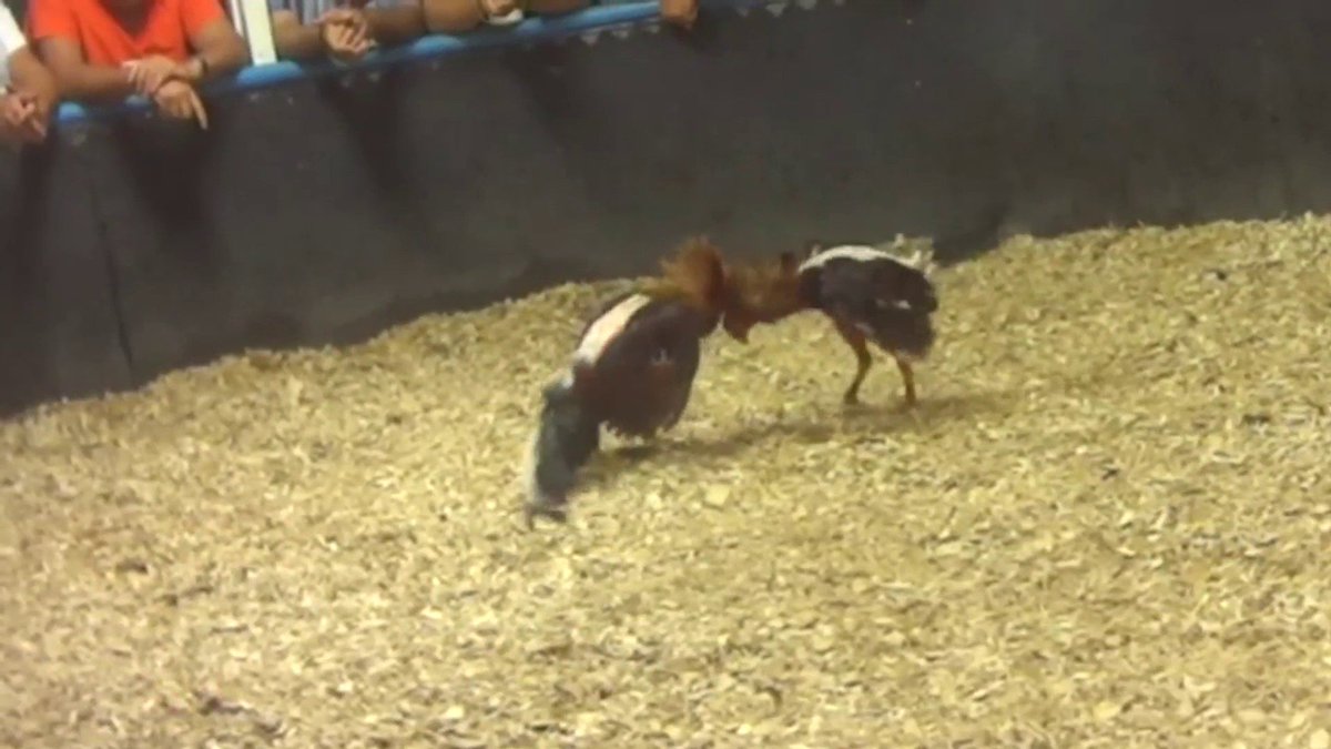 Animal rights group says it found cockfighting site in southwest Miami-Dade bit.ly/2Kk34Gv https://t.co/9Y1OfvlfLf