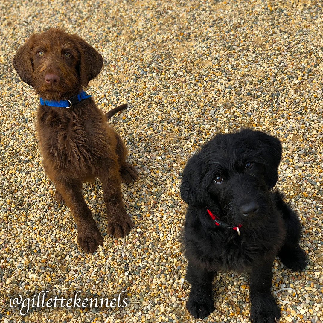 Gillette Kennels (gillettekennel) Twitter