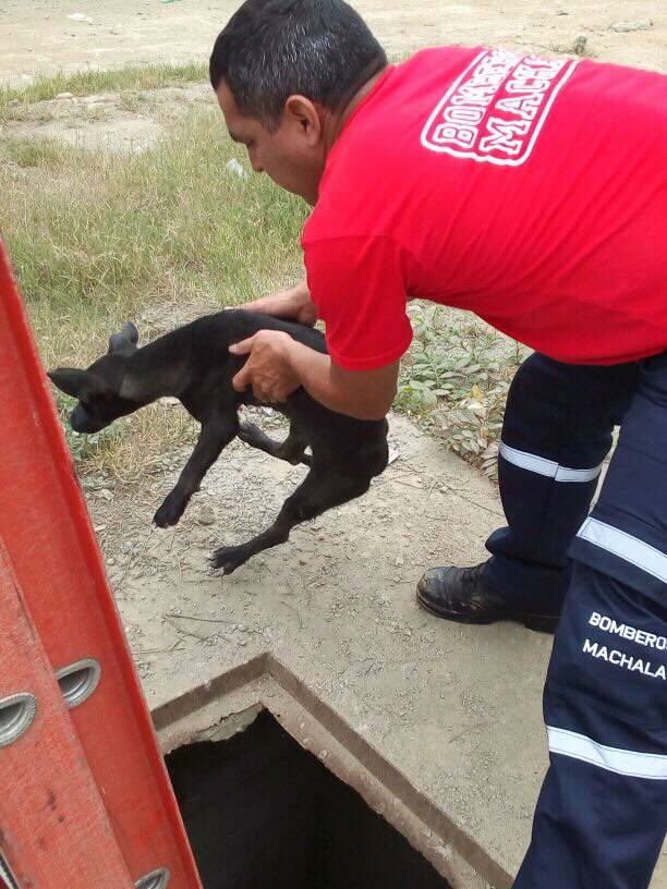 #BomberosMachala, realizaron el rescate de un perrito Via la Ferroviaria.