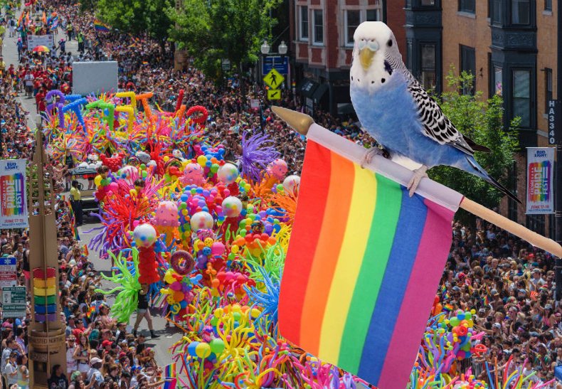 BabyBird_VG's tweet photo. Who needs a float when you can fly?! Love to all our LGBTQ+ community #HappyPride #MiesJulieVG #chicagopride https://t.co/15bLeafXL3