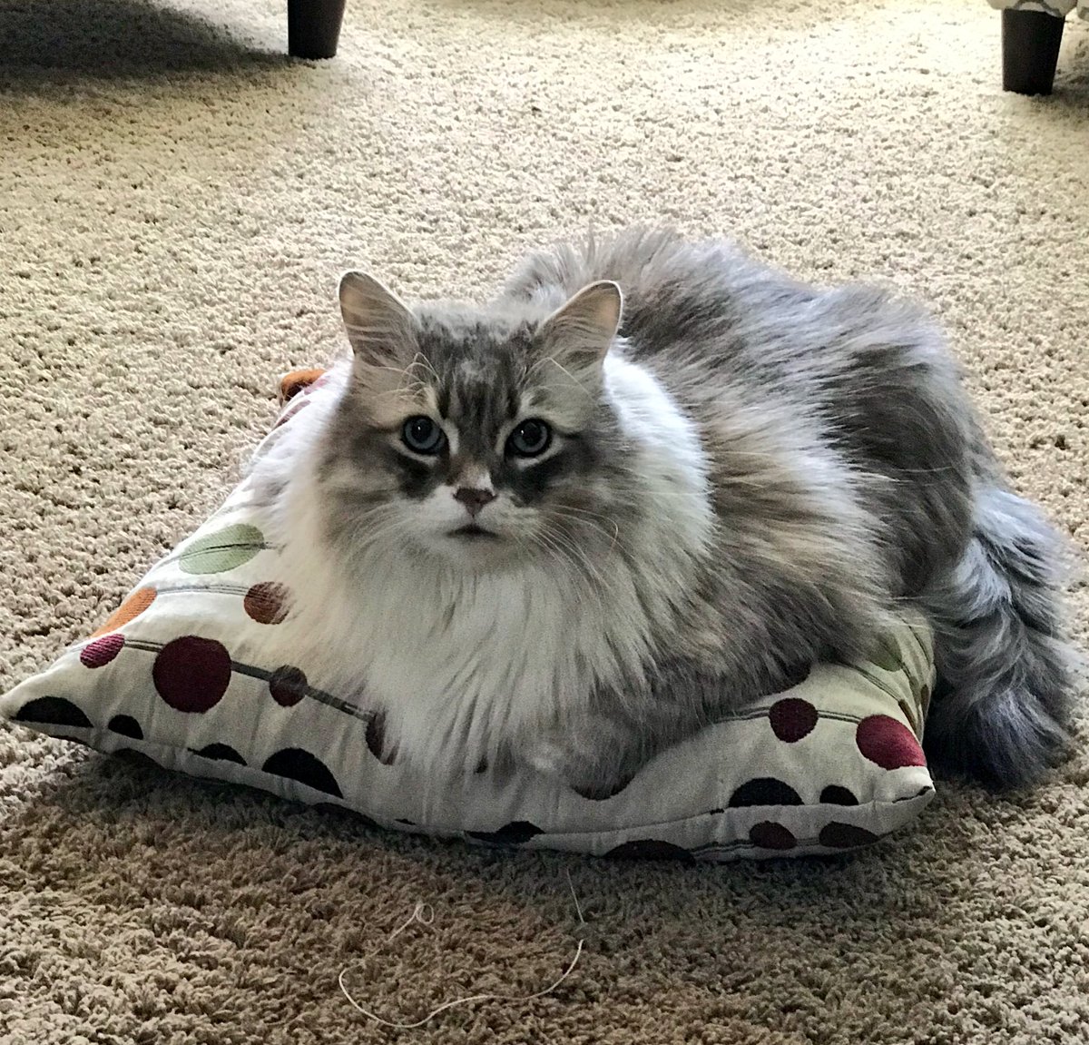 Heads up! No stream tonight. 
We’re hoping for a Make up stream tomorrow(Monday).