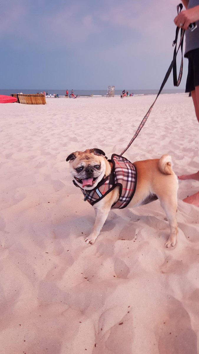 LottieThePug's tweet photo. I just love the beach @hiltonheadsc #puglife https://t.co/vEkofkL6vQ