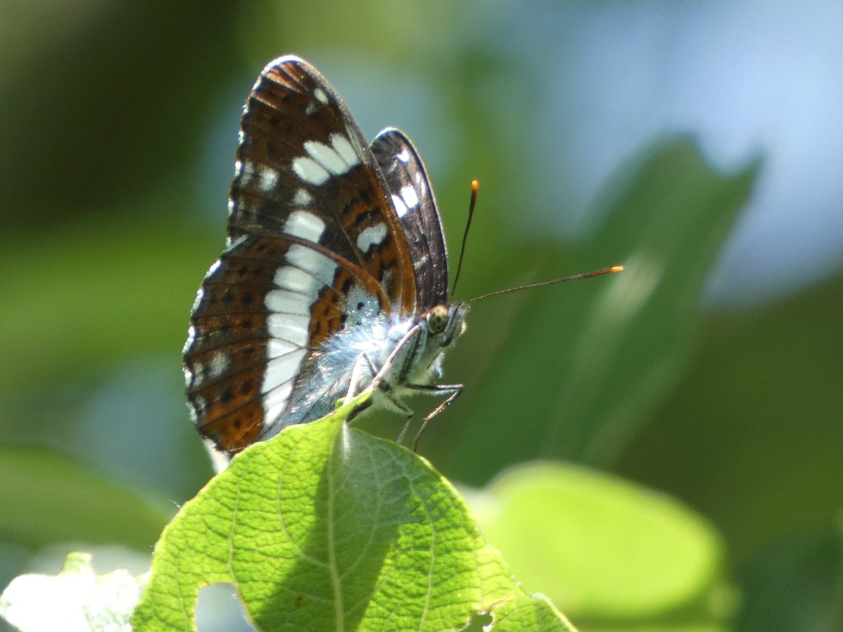 JamesTimms5's tweet photo. The only White Admiral that wanted to pose for a photo in #RytonWood @WKWT today. @ukbutterflies @britbutterflies @Britnatureguide @NaturalEngland ππ https://t.co/Swqd6HHlsP
