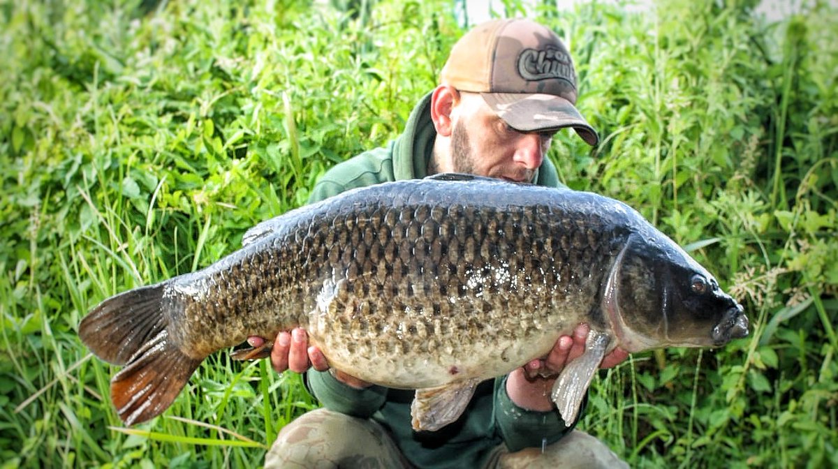 BowyerNez's tweet photo. 1 of are northwest local gems. 15mm wraysberrie pop up on a stiff hinge fished over the S7 tricked this old warrior @DNABaitsUK #redefiningquality #northwestcarper #valeroyalangling #carpfishinguk https://t.co/vmo8tQr58W