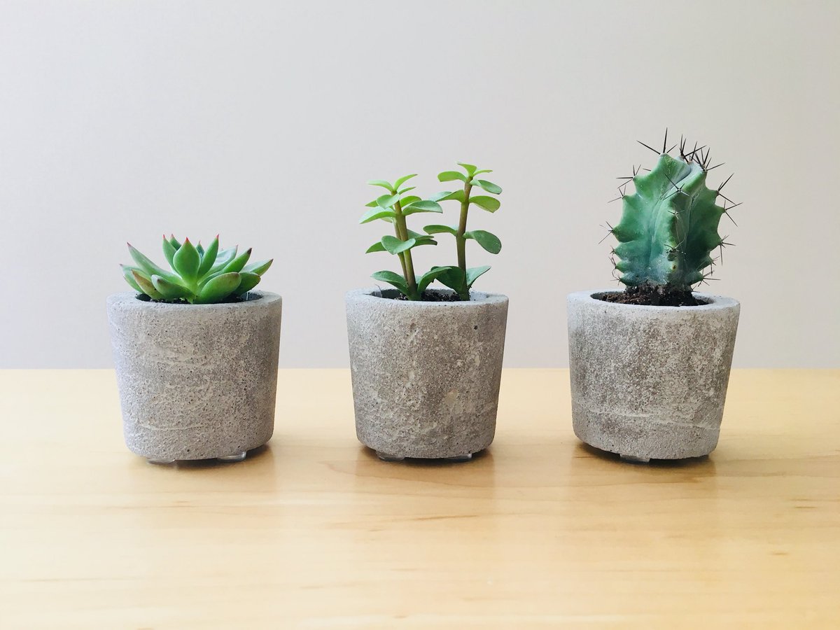 DIY Sunday \u003d home-made cement pots for tiny new green things., image size:1200x900