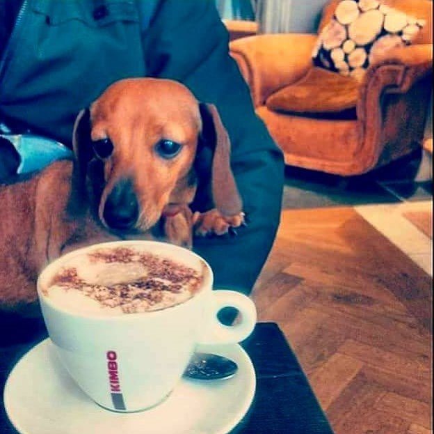 dugsNpubs's tweet image. @surfaceplus: "Cafe open 12-4pm today ☕️" #dugsnpubs #glasgow