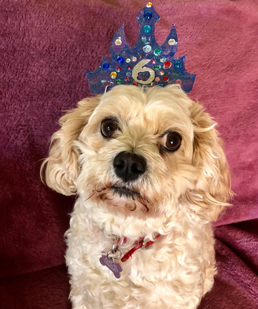 zosiacannotmath's tweet photo. #iam6 #dogsoftwitter #six #birthday https://t.co/NJGhGtk6CJ