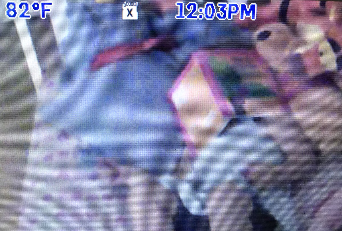 teambeckersmith's tweet photo. This fourth grade reading teacher is happy. My 23 month old just fell asleep reading Chicka Chicka Boom Boom. #teambeckersmith https://t.co/W5CuYzC6Ju