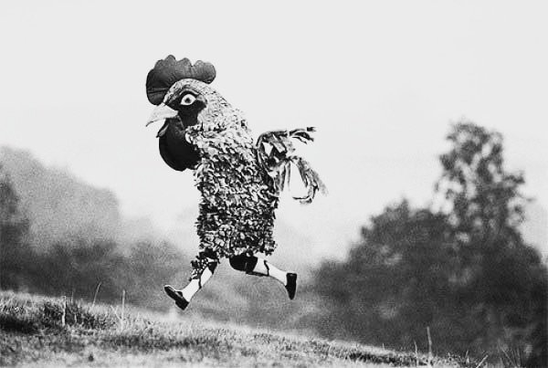 Chicken run. #MacabreMatters #deathandpretzels