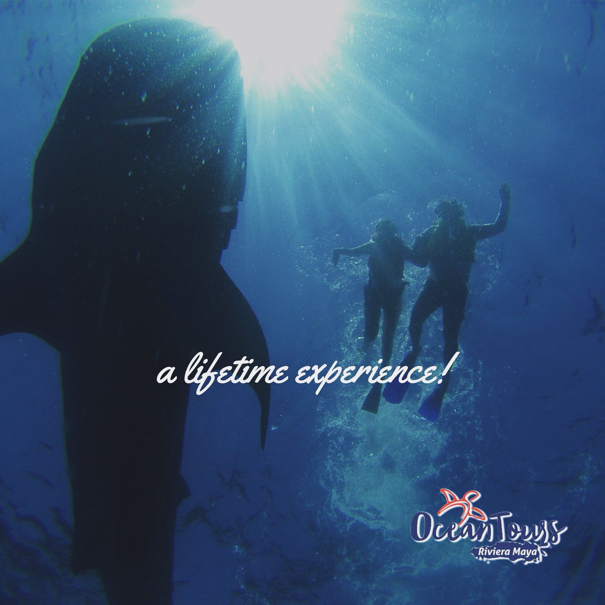 OceanToursMexic's tweet photo. Come and #swim with the #largestfish in the #world #whaleshark #snorkeling in the #RivieraMaya https://t.co/dZieD65AiL