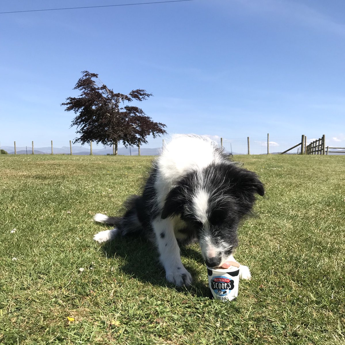 New to our ice cream counter, doggy ice cream from @marshfieldices. Proving to be very popular with our furry friends ... including our very own Little Luna ☺️ #dogicecream #anglesey #foelfarmpark #dog