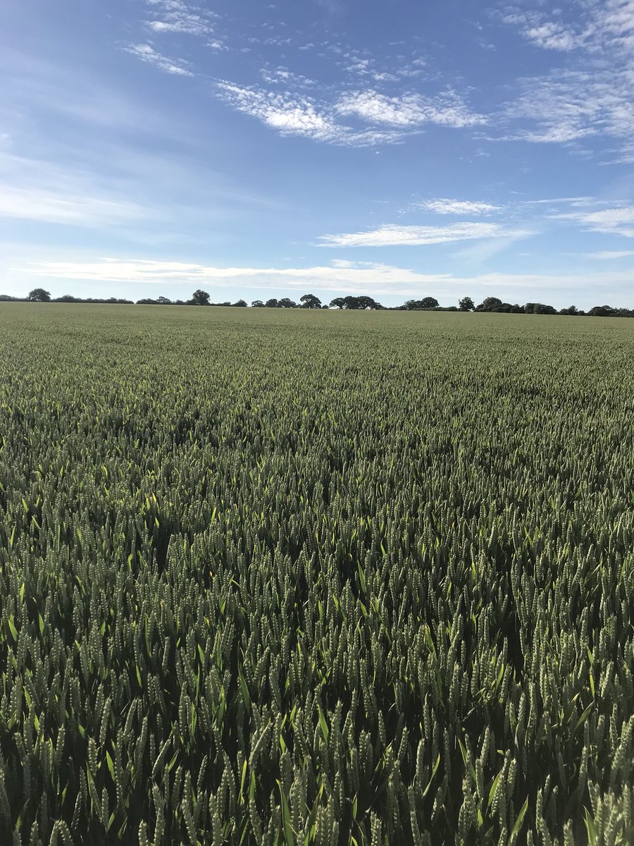 RHN1988's tweet photo. @KWSUKLtd Barrel looking awesome after peas in East Norfolk. Looking forward to starting up @anfarming JD560i in this crop! #farming #farm365 https://t.co/ZtXbJyWGer