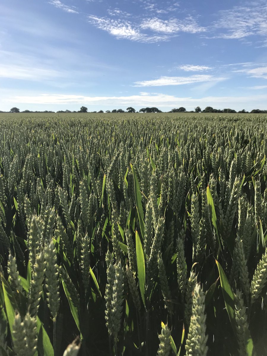 RHN1988's tweet photo. @KWSUKLtd Barrel looking awesome after peas in East Norfolk. Looking forward to starting up @anfarming JD560i in this crop! #farming #farm365 https://t.co/ZtXbJyWGer