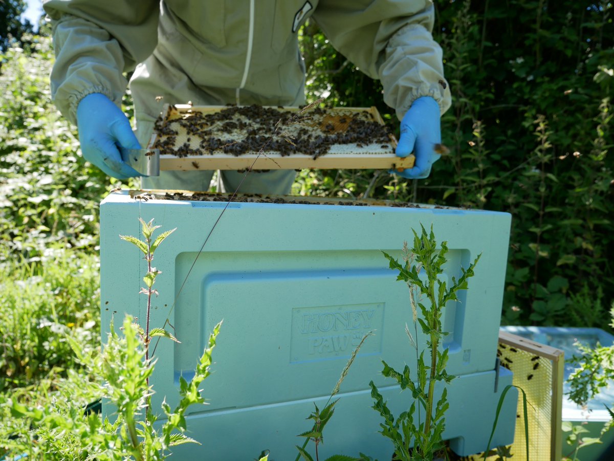 NorfolkHoneyCo's tweet image. Checking out our #honeypaw #Langstroth hive while filming another @hvhoney  sponsored video for our YouTube channel check it out now, our queen needs replacing I think, what do you think? #beekeeping #happyvalleyhoney #beefarming
