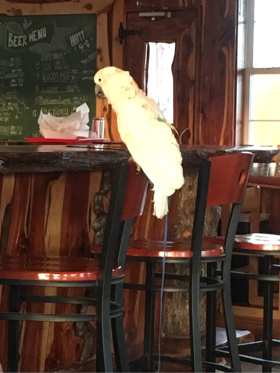 Cockatoo sitting on the back of a barstool