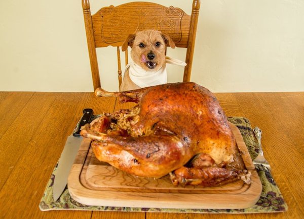 updogbox's tweet photo. Happy Turkey Lovers Month from UpDog! Plain turkey is an excellent source of protein for doggos, but be wary of all the other ingredients hoomans put on it since many can cause stomach upset. AND NO BONES! #BecauseDogsRule https://t.co/IjOVHYVGNh