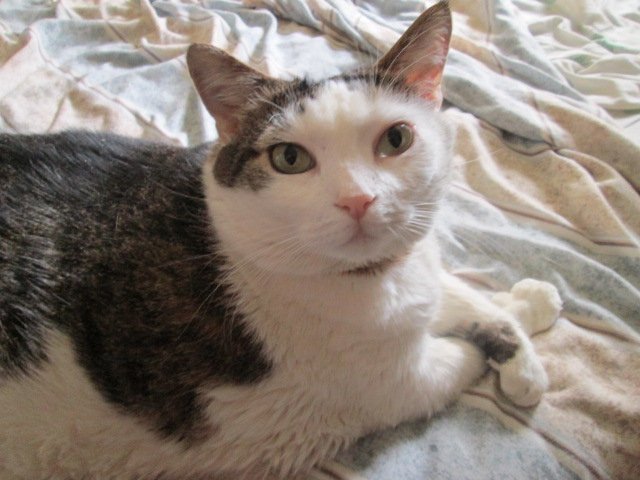 arekaypee2's tweet photo. @BitchestheCat I don't think it's a coincidence that Fluffy let me take a picture of her doing paw work for the first time this week. #pawwork #RIPBitches #ThePurrsistance #CatsOfTwitter https://t.co/c0ZhxRSgSR