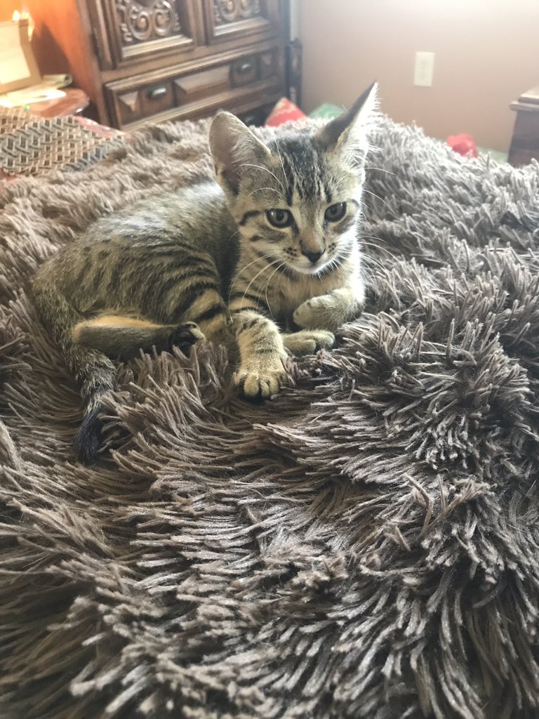 MelindaHoward4's tweet image. We have a new fuzzy blanket fan! #Imelda #fuzzyblanket #CatsOfTwitter