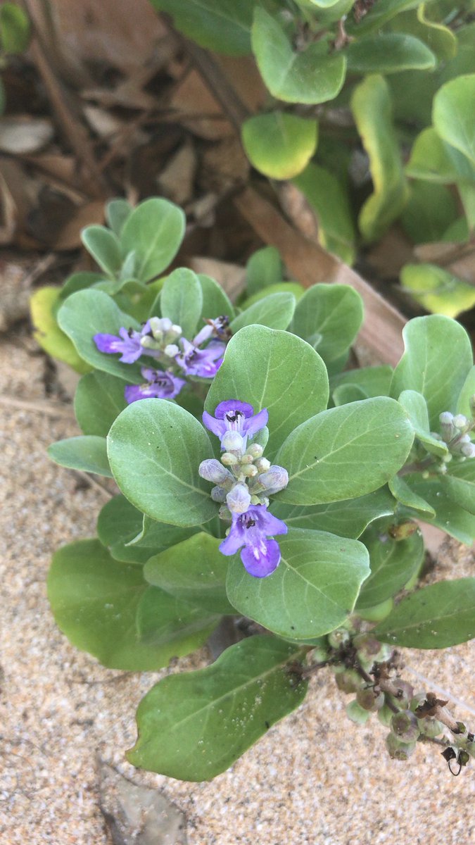 Friends of Haleakalā (FriendsofHALE) Twitter