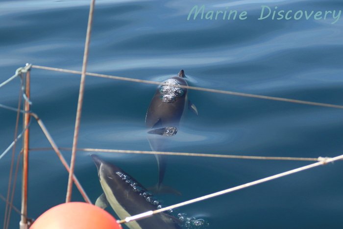 Marine_Discover's tweet photo. Lovely common #dolphin and #harbourporpoise encounters in #MountsBay today #cornwalldolphinwatching #penzanceboattrips #cornwalldolphins https://t.co/JZcb4ogMkb