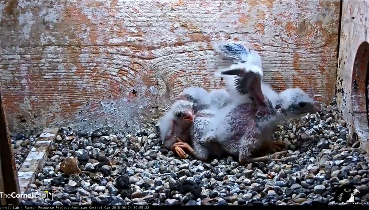 eaglespirit77's tweet photo. @WI_KestrelCam Lots of pin feathers coming in and nice wingers! 💞 https://t.co/PwijdO2YNM