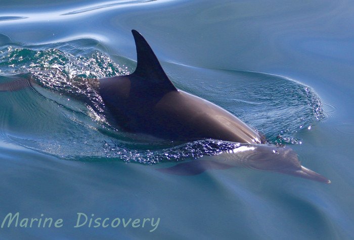 Marine_Discover's tweet photo. Lovely common #dolphin and #harbourporpoise encounters in #MountsBay today #cornwalldolphinwatching #penzanceboattrips #cornwalldolphins https://t.co/JZcb4ogMkb
