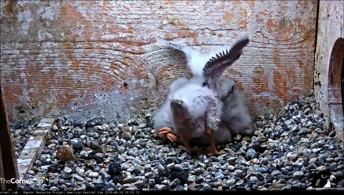 eaglespirit77's tweet photo. @WI_KestrelCam Lots of pin feathers coming in and nice wingers! 💞 https://t.co/q0u6AcLkxF