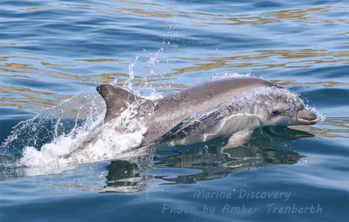 Marine_Discover's tweet photo. An incredible encounter with England's only resident pod of #bottlenosedolphins this afternoon #MountsBay #cornwalldolphins #penzanceboattrips @CwallWildlife @NESouthWest @MC_org @WHALES_org https://t.co/YQZGK45tFp