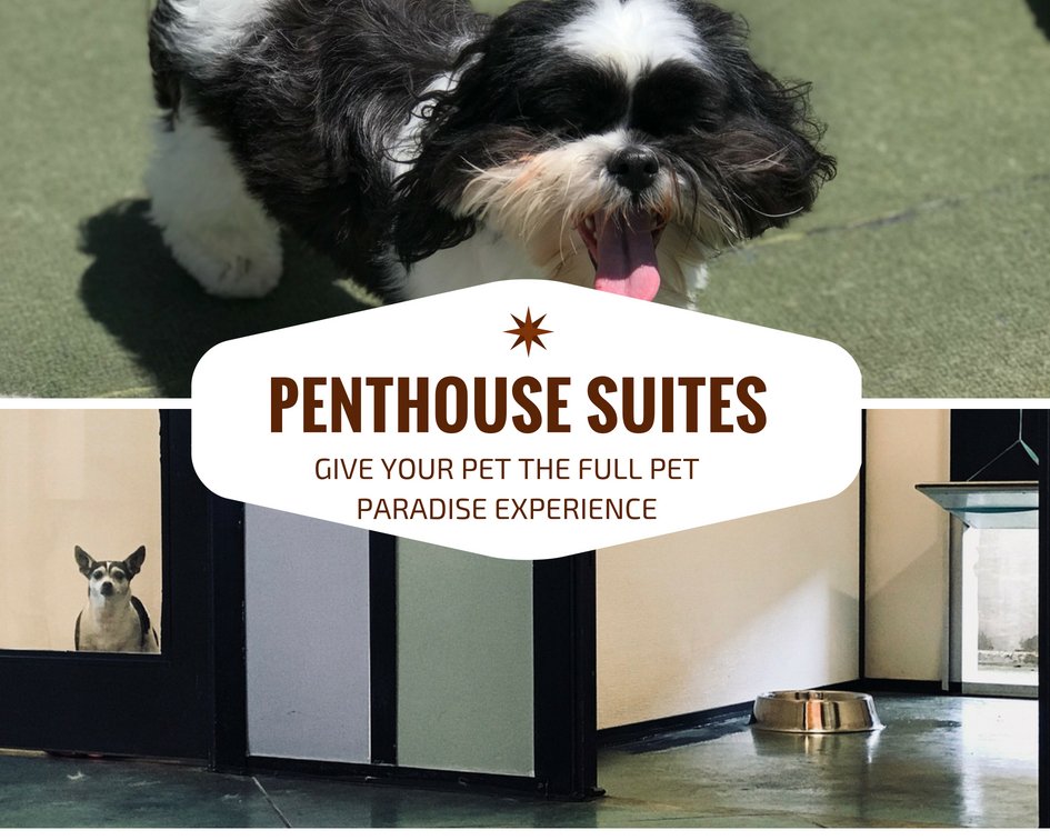 PPRCuster's tweet image. Penthouse boarding comes with TONS of extra amenities to help make your fur friend as comfortable as possible! 🐶😍💕🐾 #suitesunday #dogboarding #doggydaycare