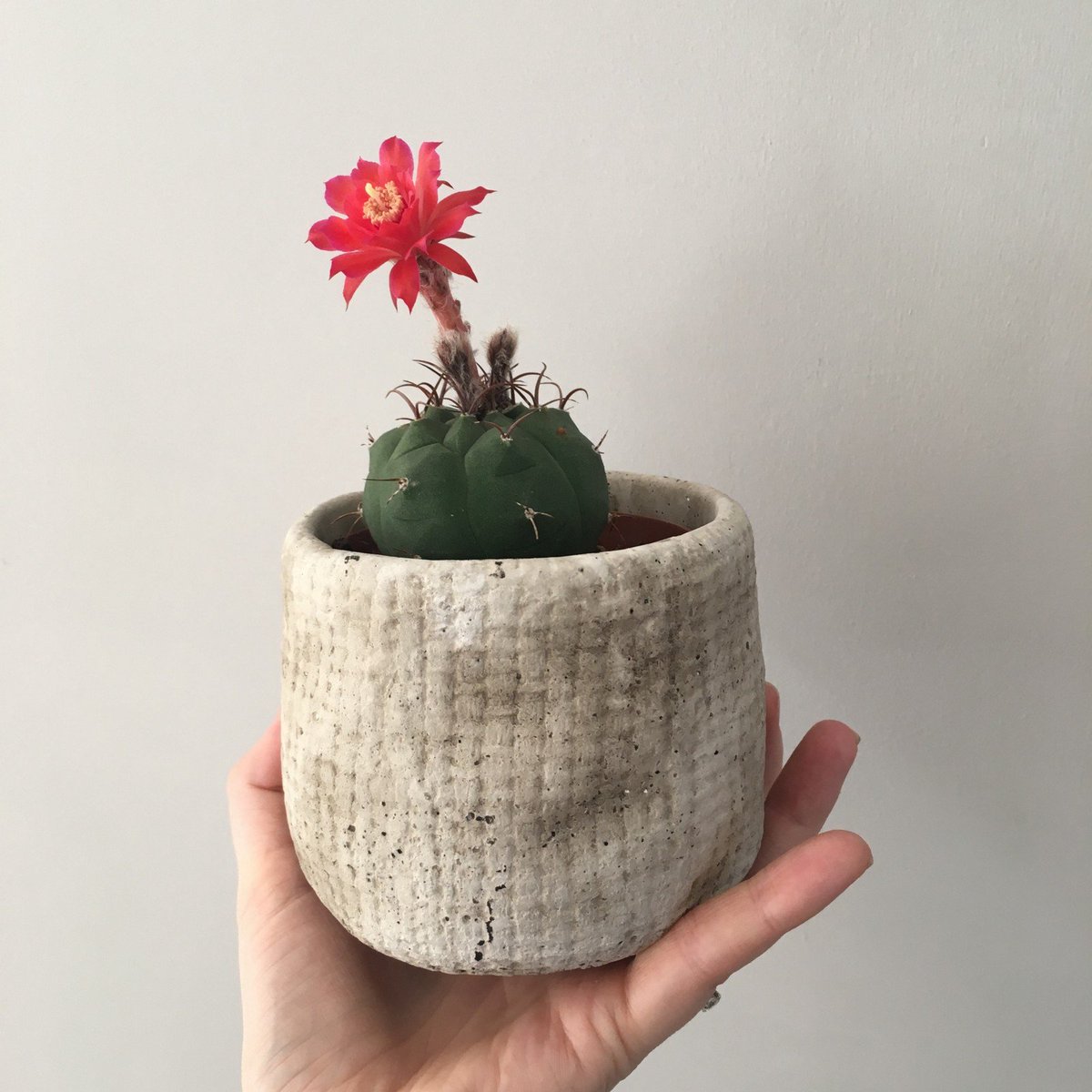 Here's a blog post we wrote a while ago about plant care = self care buff.ly/2tqKmTf